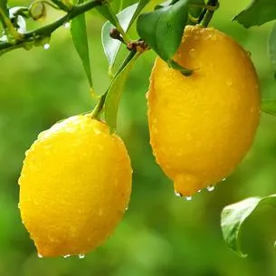 Lemon  2